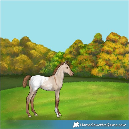 Horse Color:Grullo Pearl Appaloosa 