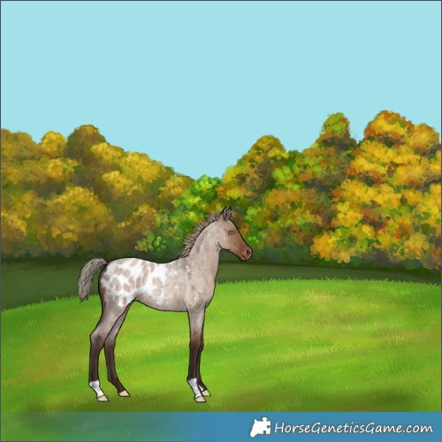 Horse Color:Liver Red Dun Roan Appaloosa 