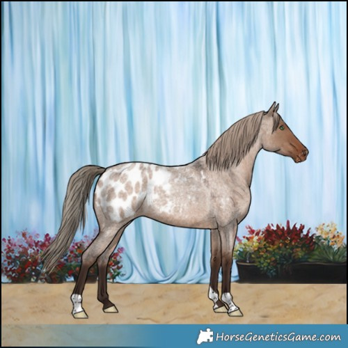 Horse Color:Liver Red Dun Roan Appaloosa 