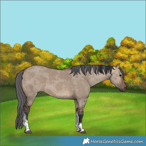 Horse Color:Brown Dun Merle Tobiano