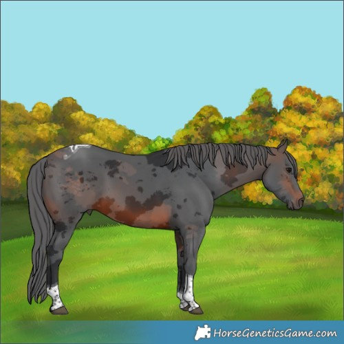Horse Color:Brown Merle Tobiano