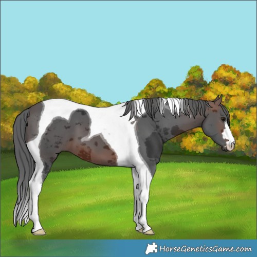 Horse Color:Brown Merle Tobiano 