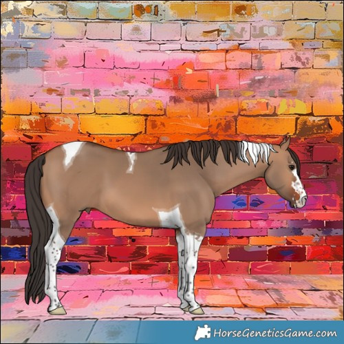 Horse Color:Bay Dun Tobiano
