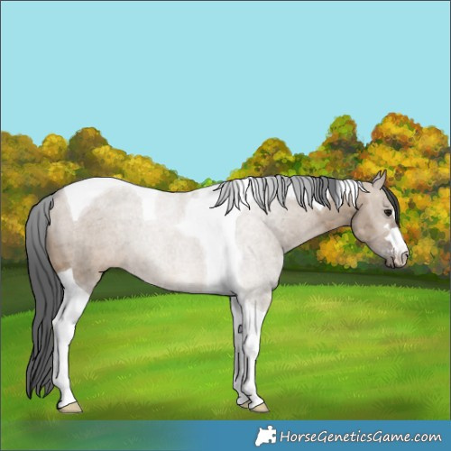 Horse Color:Brown Dun Merle Tobiano 