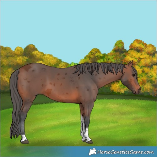 Horse Color:Bay Merle Tobiano