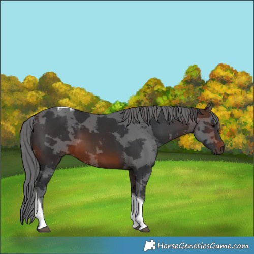 Horse Color:Brown Merle Tobiano 