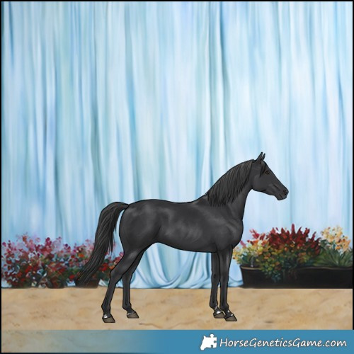 Horse Color:Black 