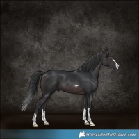 Horse Color:Brown 