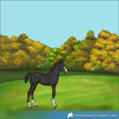 Horse Color:Liver Chestnut 