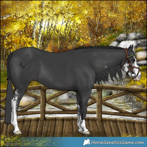 Horse Color:Black Sabino 