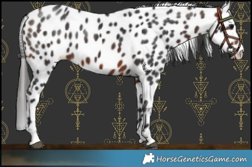 Horse Color:Brown Leopard 