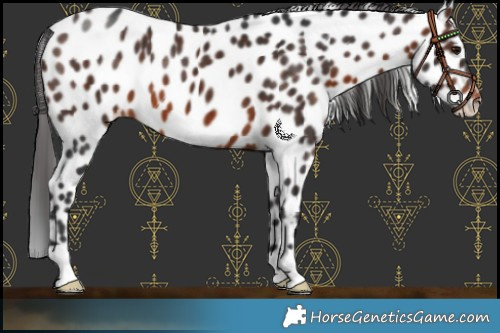 Horse Color:Brown Leopard 