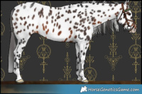 Horse Color:Brown Leopard 