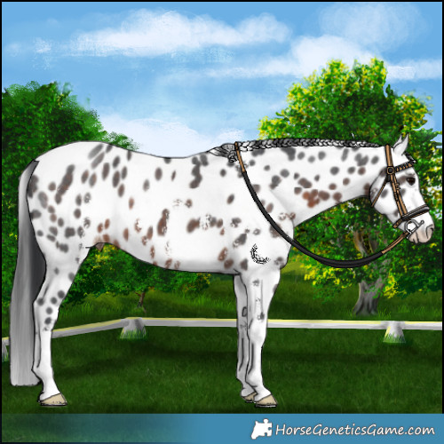Horse Color:Brown Sabino Leopard 