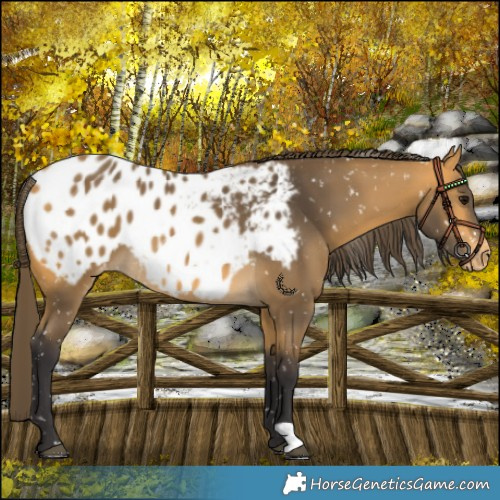 Horse Color:Buckskin Appaloosa 