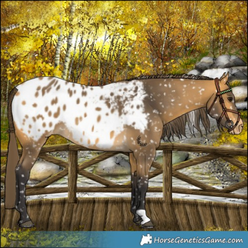 Horse Color:Buckskin Blanket 