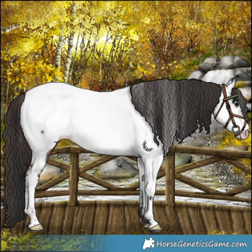 Horse Color:Bay Fewspot 