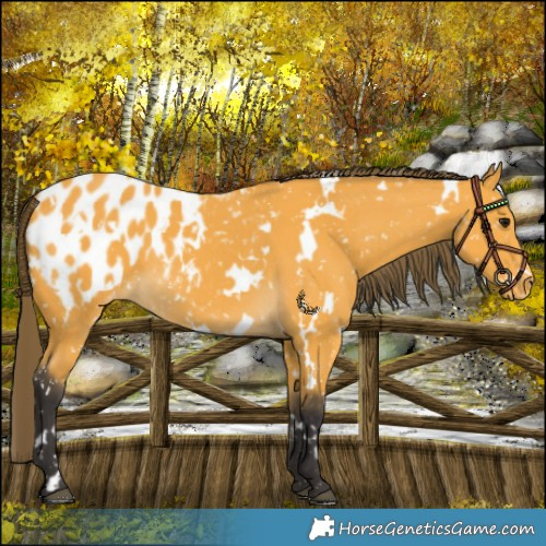Horse Color:White Spotted Buckskin Appaloosa 