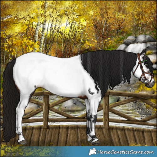 Horse Color:Gray Brown Near Fewspot 