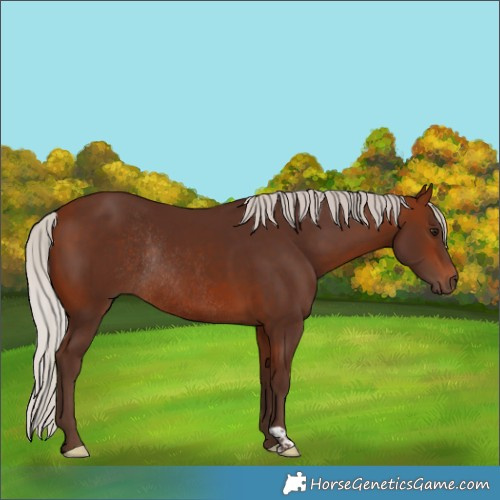Horse Color:Silver Bay Rabicano 