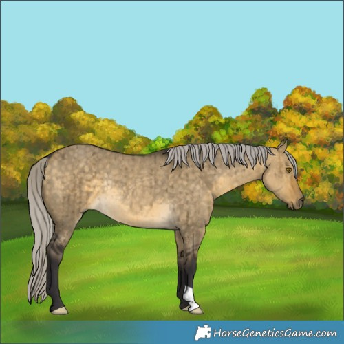 Horse Color:Silver Buckskin Dun Rabicano Brindle 