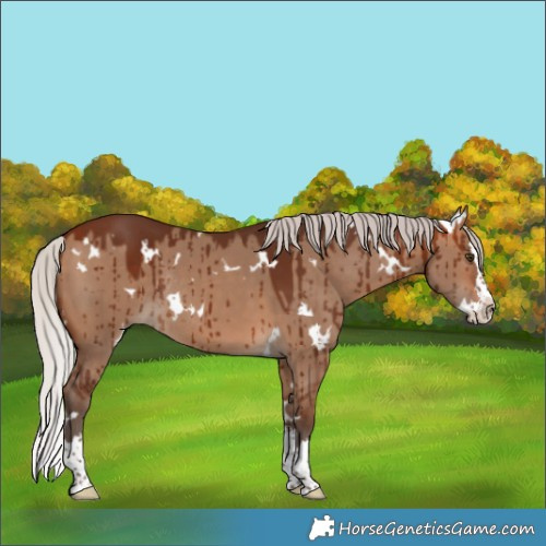 Horse Color:White Spotted Silver Bay Dun Splash Rabicano Brindle