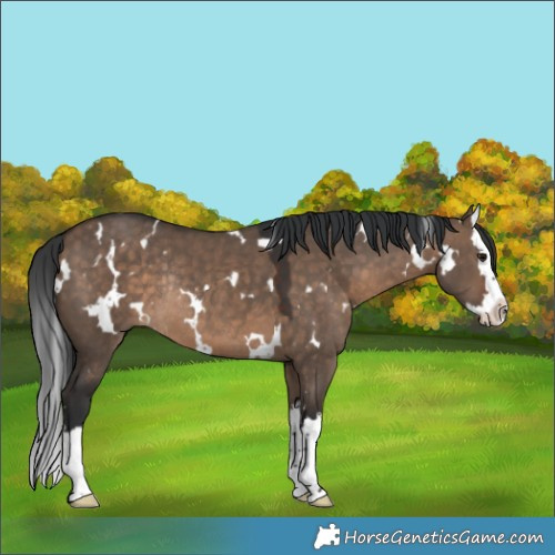 Horse Color:White Spotted Brown Dun Splash Rabicano