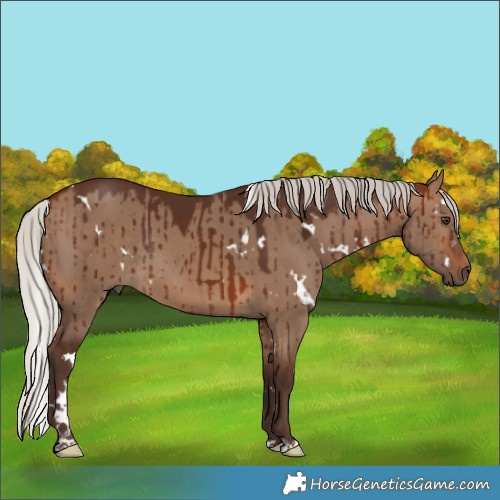 Horse Color:White Spotted Silver Brown Dun Rabicano Brindle 