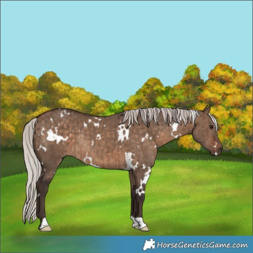 Horse Color:White Spotted Silver Brown Dun Rabicano Brindle