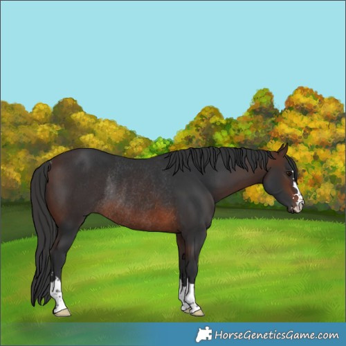 Horse Color:Brown Rabicano