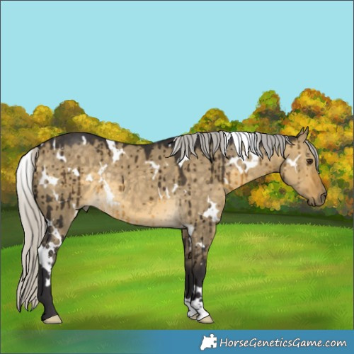 Horse Color:White Spotted Silver Buckskin Dun Rabicano Brindle 