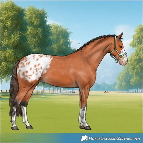 Horse Color:Bay Blanket