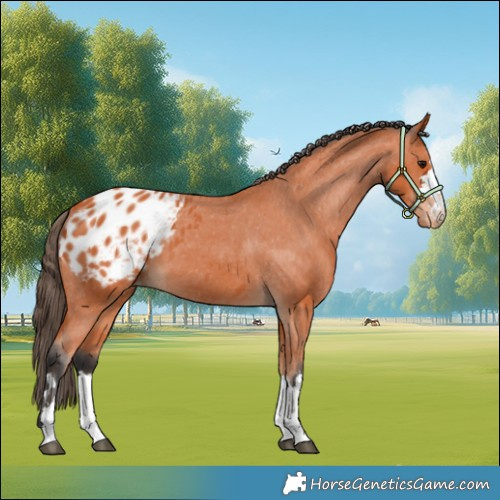 Horse Color:Bay Appaloosa