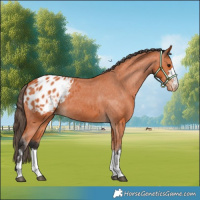 Horse Color:Bay Appaloosa 