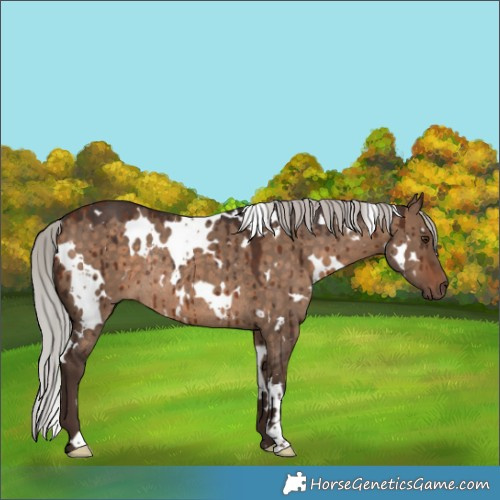Horse Color:White Spotted Silver Bay Dun Rabicano Brindle