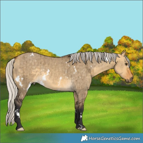Horse Color:White Spotted Silver Buckskin Dun Rabicano Brindle