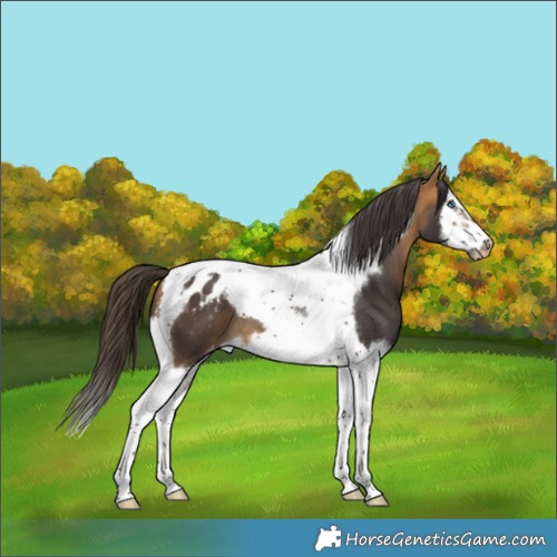 Horse Color:Buckskin Splash Tobiano Frame Appaloosa