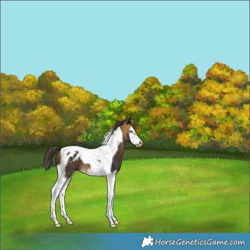 Horse Color:Buckskin Splash Tobiano Frame Appaloosa 
