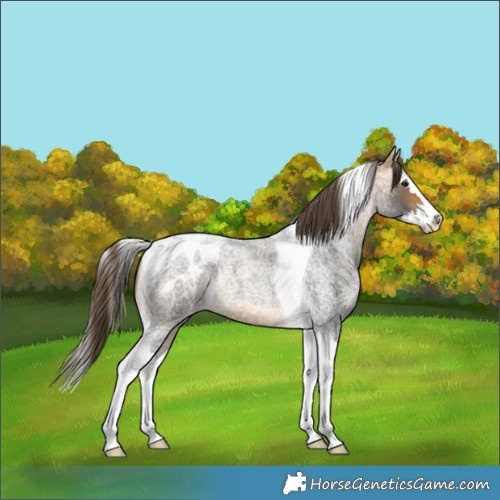 Horse Color:Buckskin Roan Splash Tobiano Appaloosa
