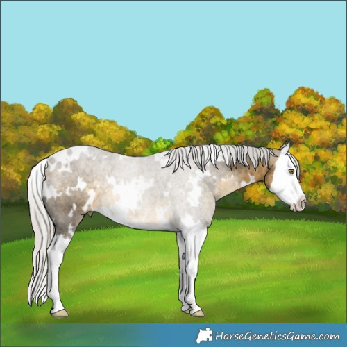 Horse Color:White Spotted Silver Buckskin Dun Splash Brindle