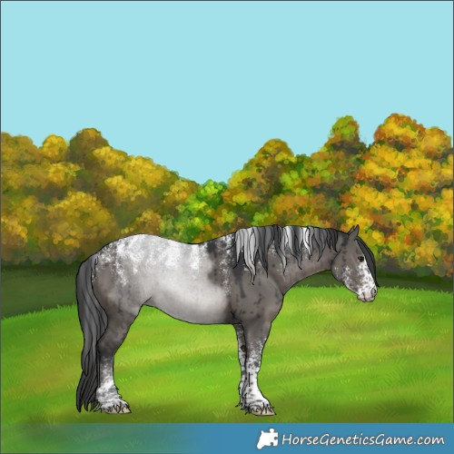 Horse Color:Powder White Grullo Brindle 