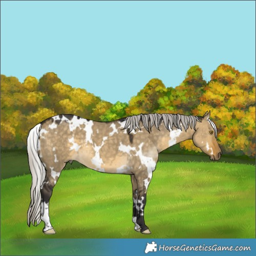 Horse Color:White Spotted Silver Buckskin Dun