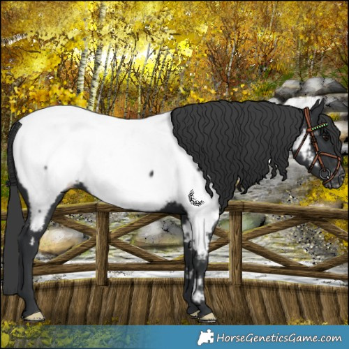 Horse Color:Black Appaloosa 
