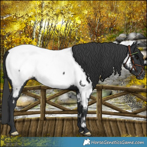 Horse Color:Black Near Fewspot