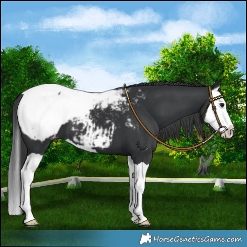 Horse Color:Black Splash Appaloosa 