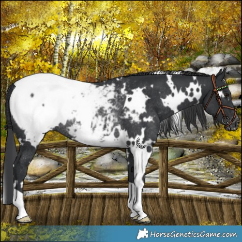 Horse Color:White Spotted Black Snowcap Rabicano