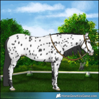 Horse Color:Black Near Leopard 