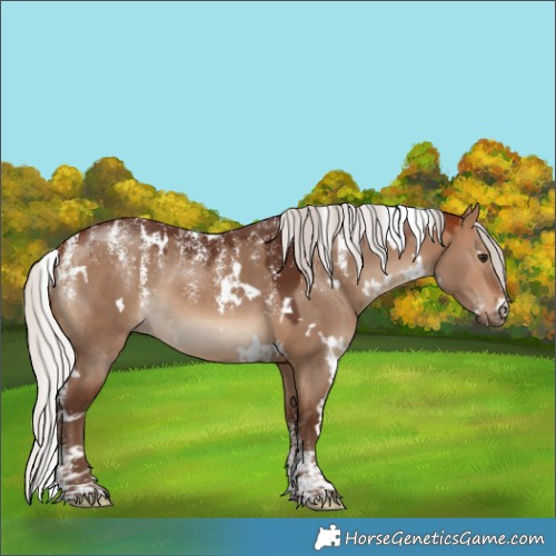 Horse Color:Powder White White Spotted Silver Bay Dun 