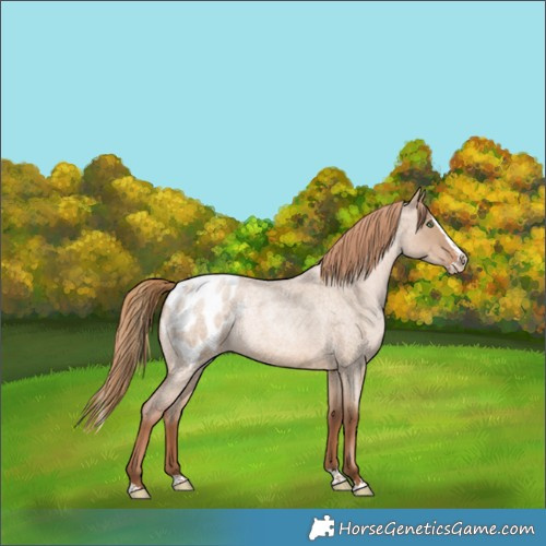 Horse Color:Liver Red Dun Roan Pearl Splash Appaloosa 