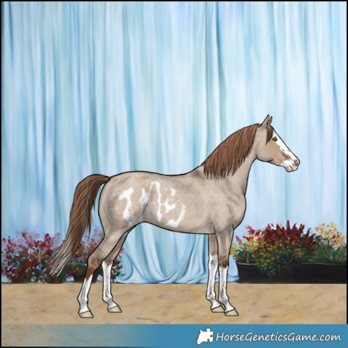 Horse Color:Liver Red Dun Roan Splash Skewed Appaloosa 